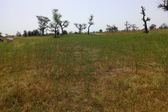 Terrain de 2,07 hectares vers Khombole