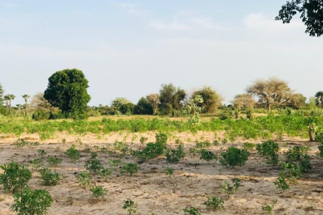 Terrain de 2,11 hectares vers Pire