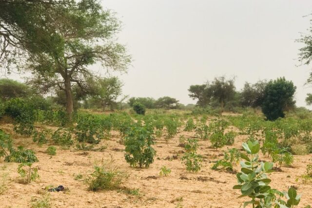 Terrain de 2,15 hectares vers Méouane