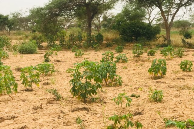 Terrain de 2,15 hectares vers Méouane