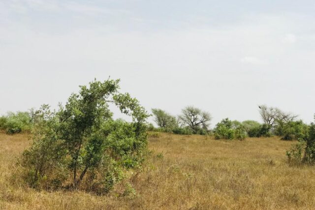 Terrain de 2,16 hectares vers Koul