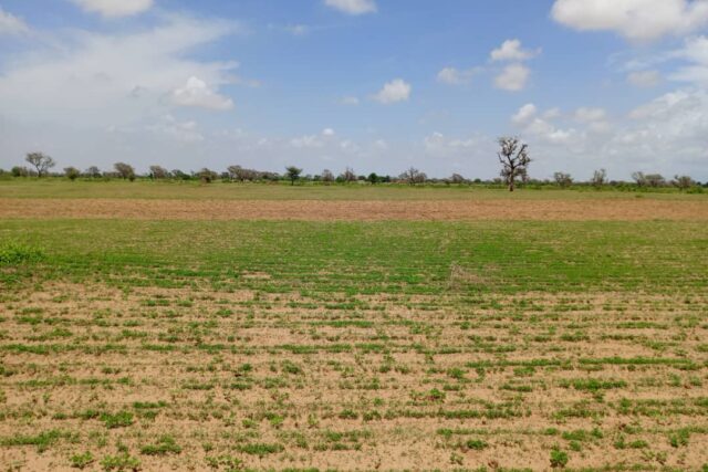 Terrain de 2,18 hectares vers Diourbel