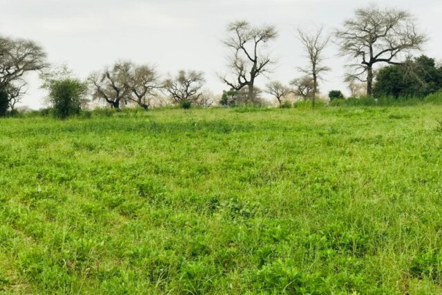 Terrain de 2,39 hectares vers Touba Toul