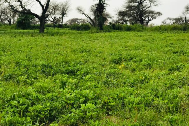 Terrain de 2,39 hectares vers Touba Toul