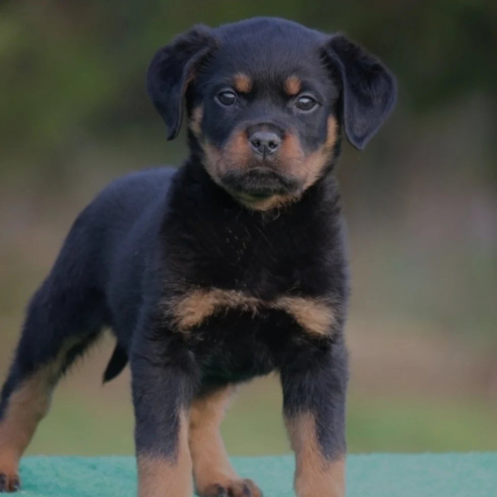 Stunning Rottweiler Puppies Stunning Rottweiler Puppies