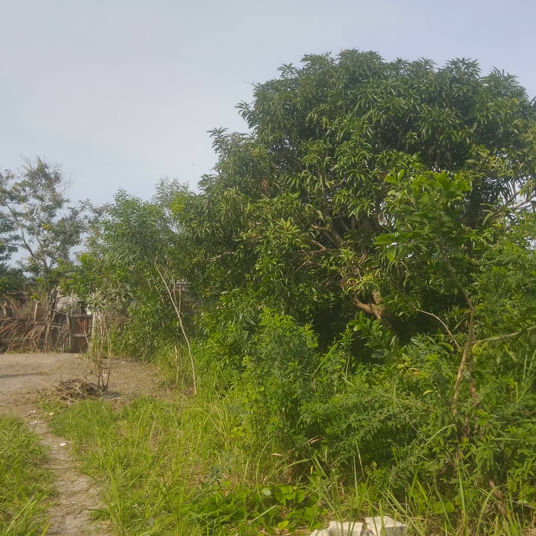 PARCELLE À VENDRE À PAHOU URGENT PARCELLE À VENDRE À PAHOU URGENT