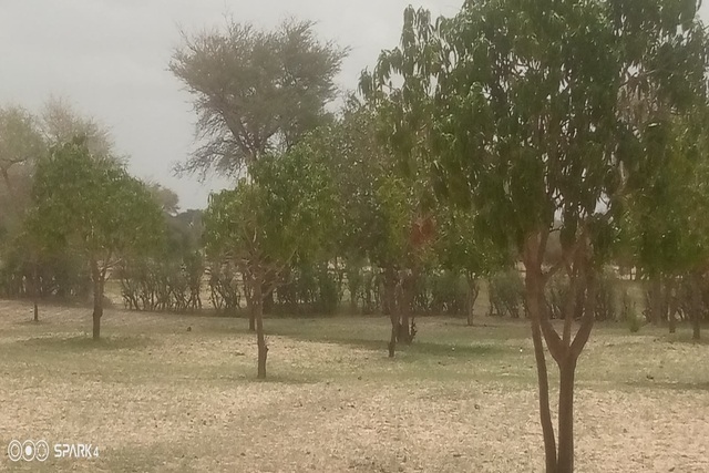 Verger de 1,5 hectare vers Koul Verger de 1,5 hectare vers Koul