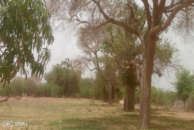 Verger de 1,5 hectare vers Koul