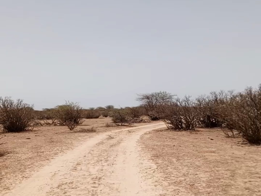 Terrain de 10 hectares vers Ross Béthio Terrain de 10 hectares vers Ross Béthio