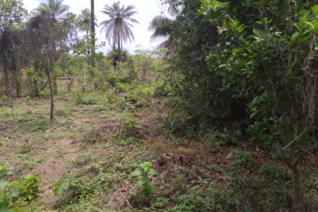 Terrain de 1 hectare vers Kafountine Terrain de 1 hectare vers Kafountine