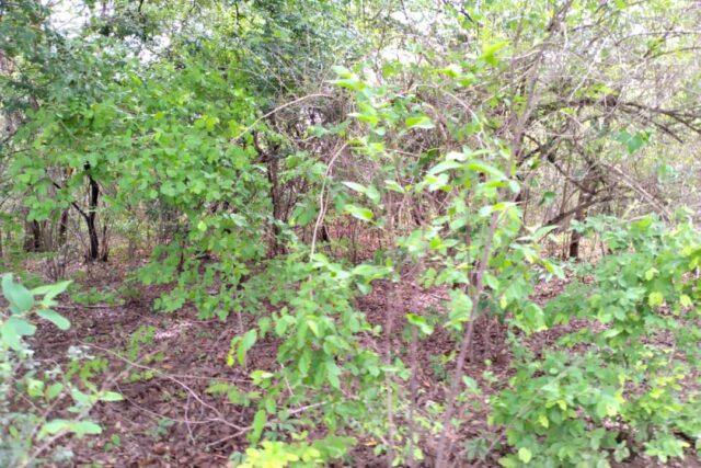 Verger de 1 hectare vers Kafountine Verger de 1 hectare vers Kafountine