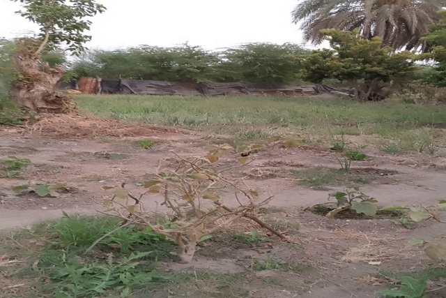 Verger de 1,5 hectare vers Gandon Verger de 1,5 hectare vers Gandon