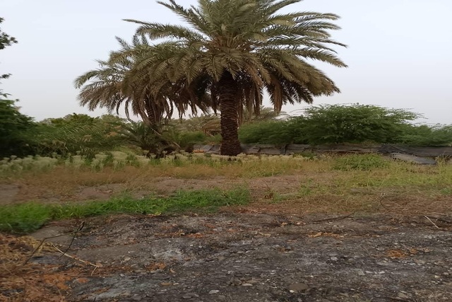 Verger de 1,5 hectare vers Gandon