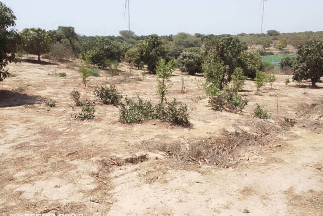 Verger de 2 hectares vers Taiba Ndiaye Verger de 2 hectares vers Taiba Ndiaye