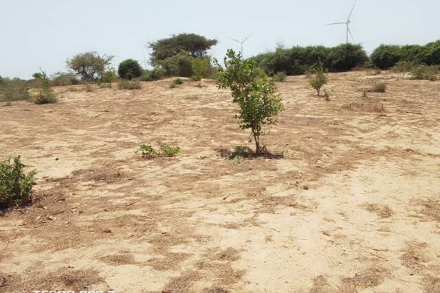 Verger de 2 hectares vers Taiba Ndiaye