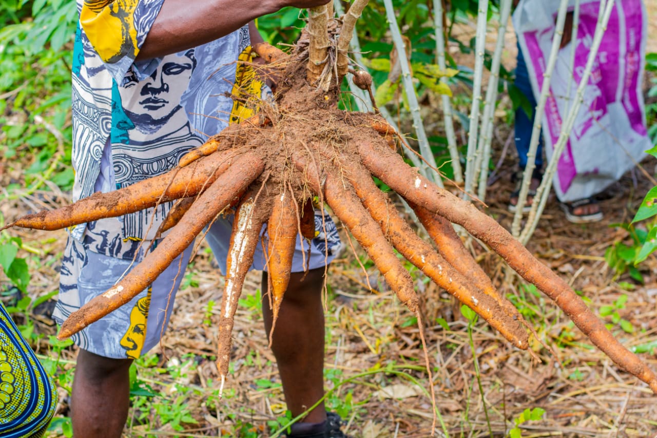 Du bon Tapioca qualité prémium