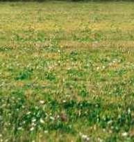 TERRAIN EN VENTE (COCODY DANGA, rue Lepic TERRAIN EN VENTE (COCODY DANGA, rue Lepic