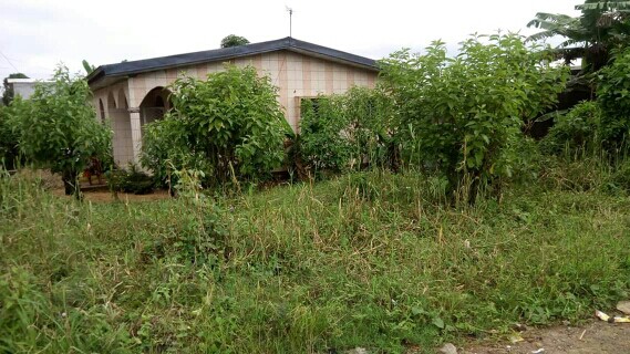 immoducamer immoducamer