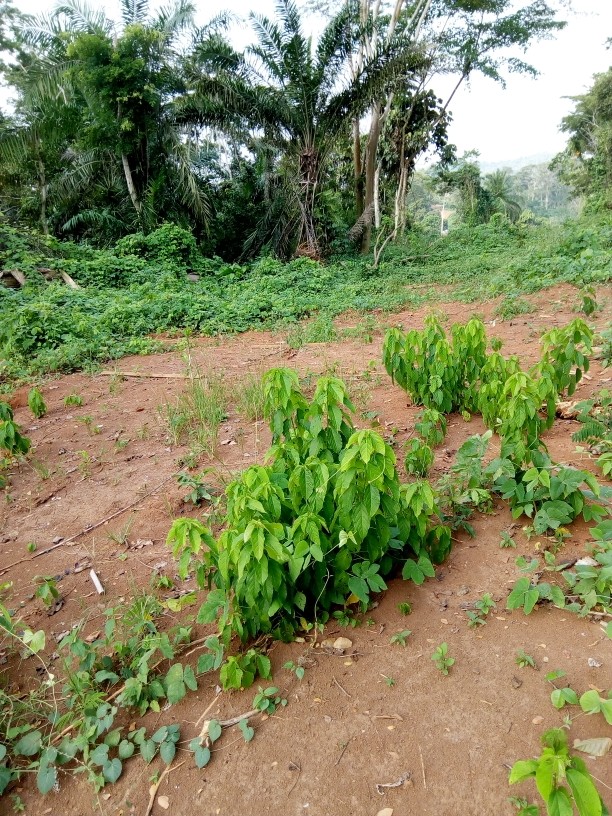 serididier89 serididier89