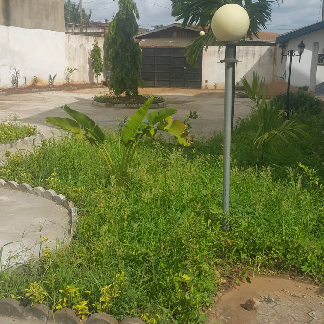 simpliceneba simpliceneba