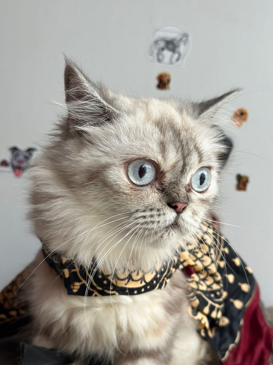 Adjamousse Adjamousse