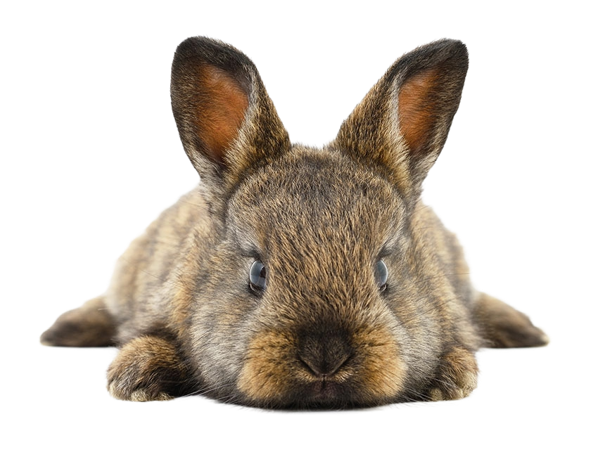 rongeur_royale rongeur_royale